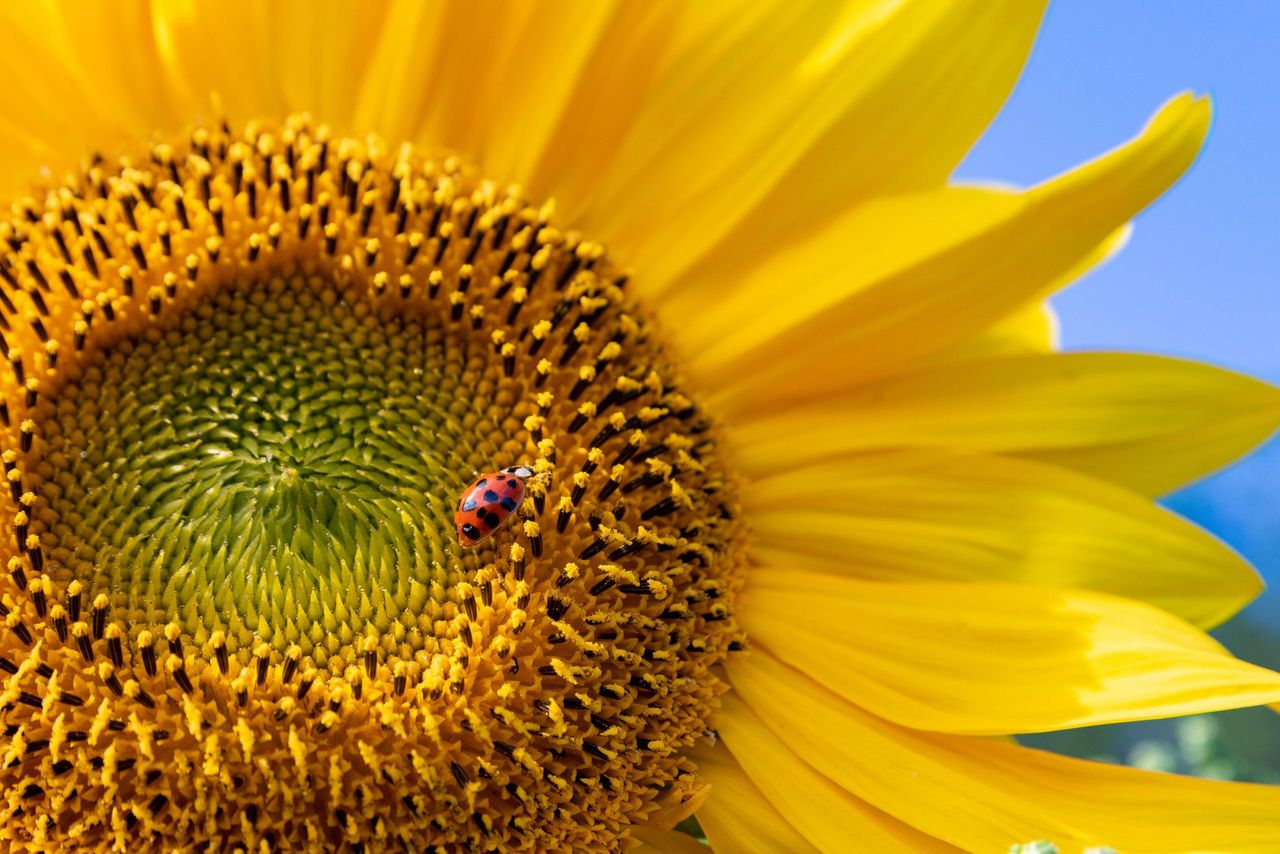 Eve Napton&#039;s &#039;Sunflower haven&#039;. RHS Photographic Competition 2021.