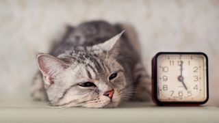 Cat looking bored next to clock