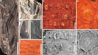 Collage of pictures showing fossils of tropical plants and imagining techniques used to analyze them.