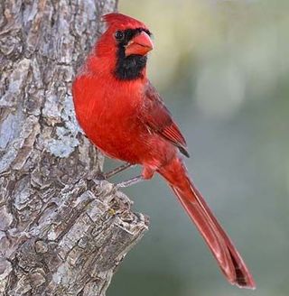Organism, Bird, Cardinal, Beak, Red, Northern Cardinal, Adaptation, Beauty, Carmine, Coquelicot,