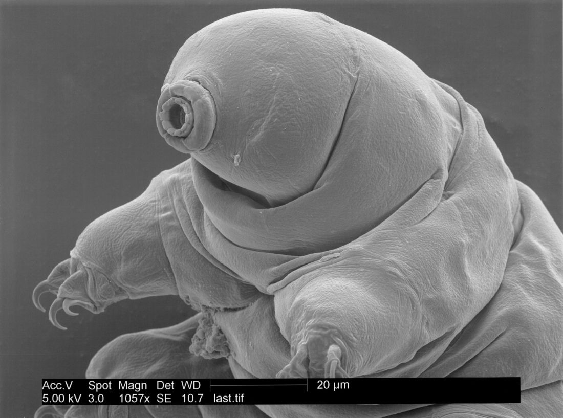 microscope image of a tardigrade, or water bear.