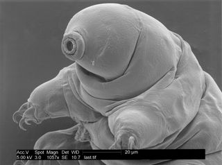 microscope image of a tardigrade, or water bear.