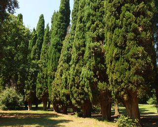 Green giant thuja trees, American Arbovitae, growing in the park
