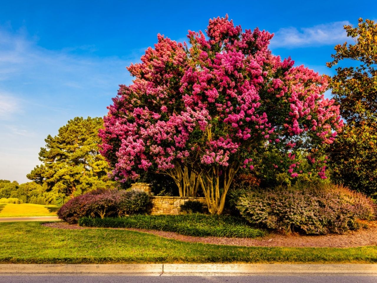 Large Crepe Myrtle Tree