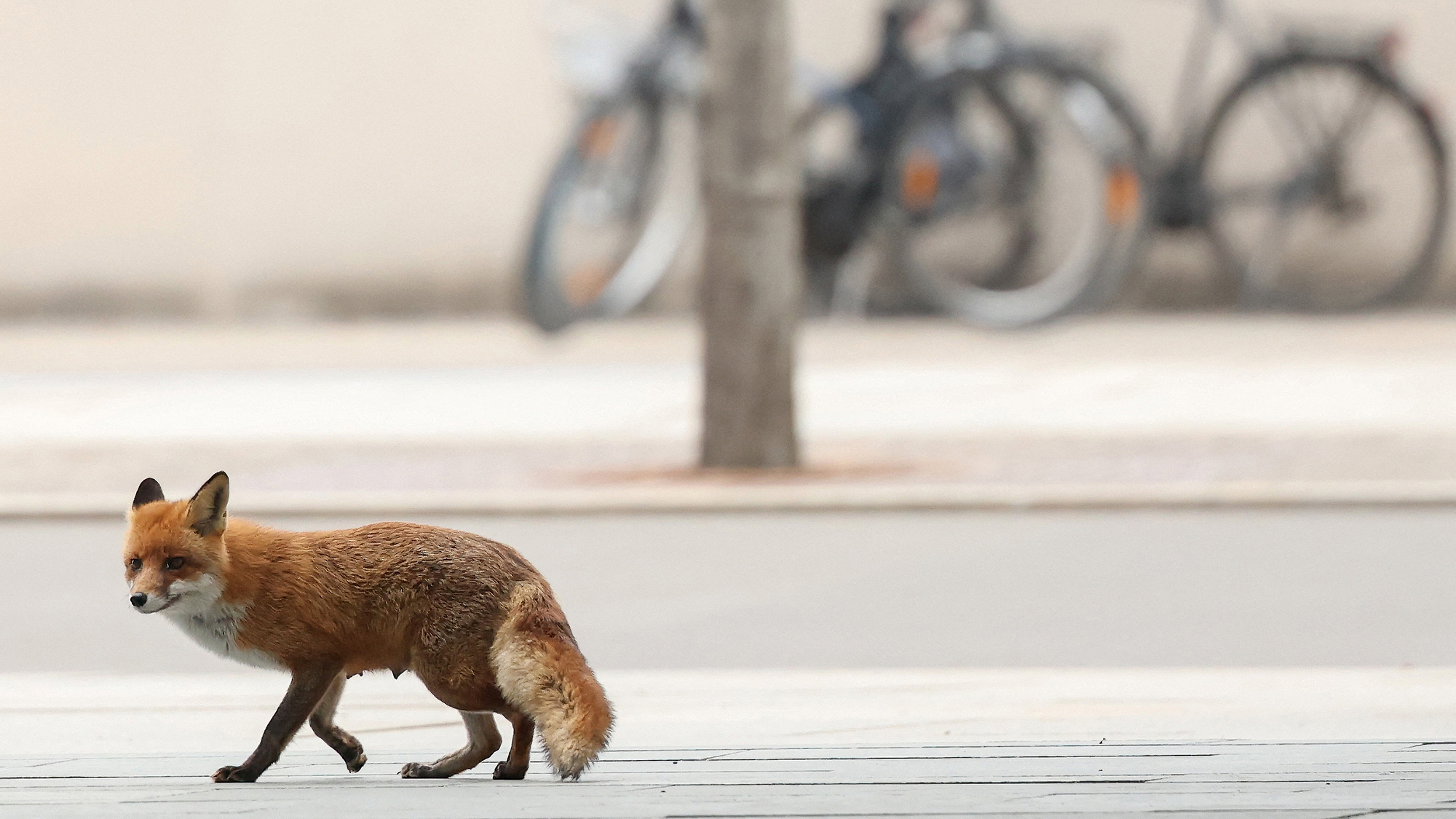 A red fox pauses outside the Federal Chancellery building as journalists wait for the arrival of African Union Commission chair Mahmoud Ali Youssouf, in Berlin, Germany