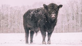 Black cow in snowy field