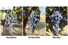 Tempranillo grape relatives in climate change study.