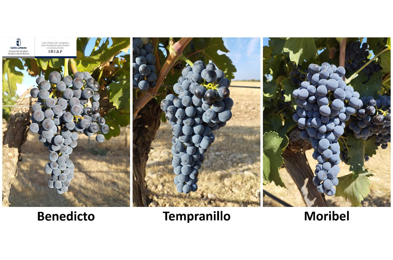 Tempranillo grape relatives in climate change study.