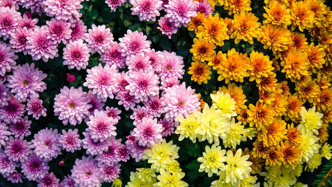 Chrysanthemums 