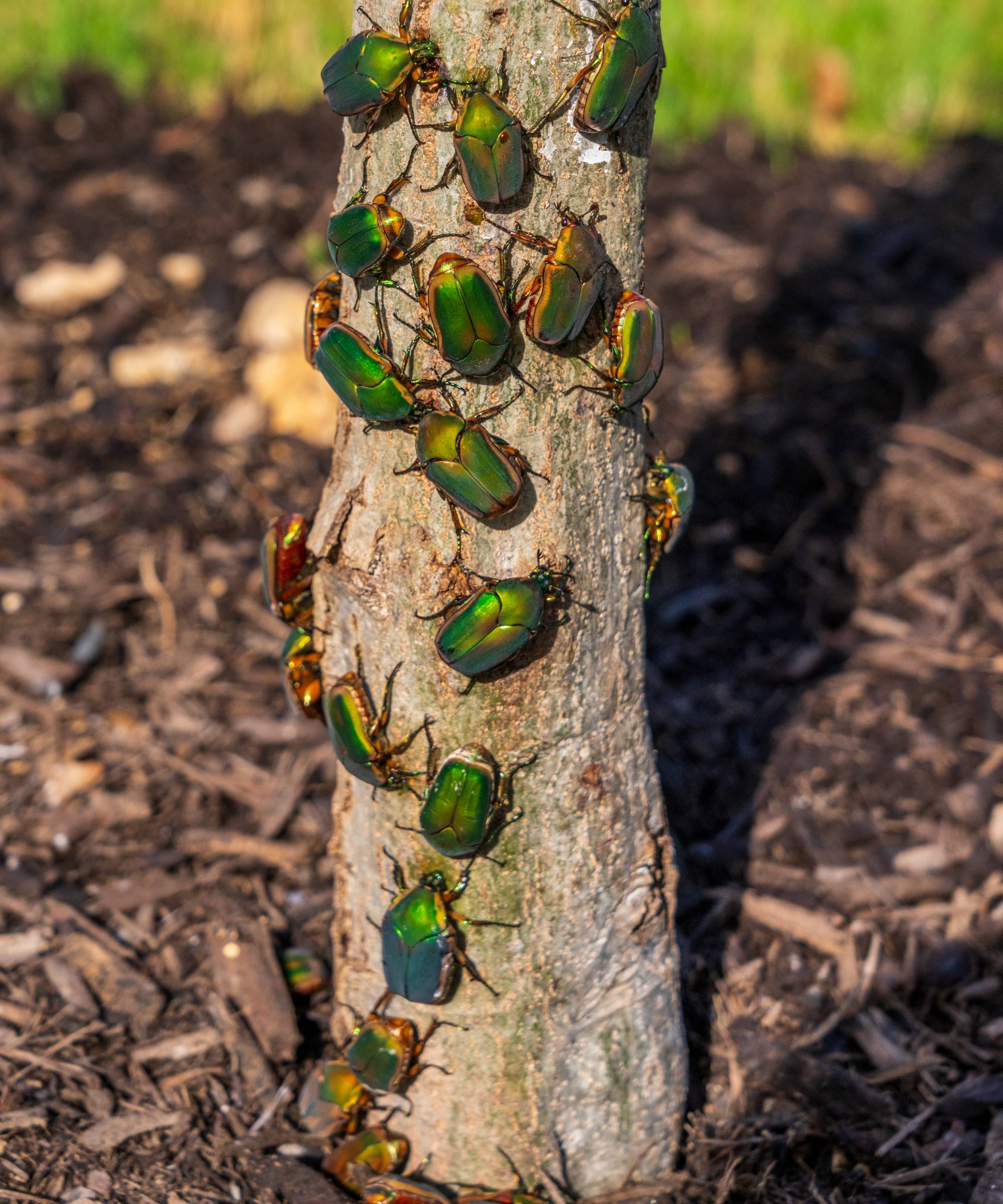 Green June bugs on tree