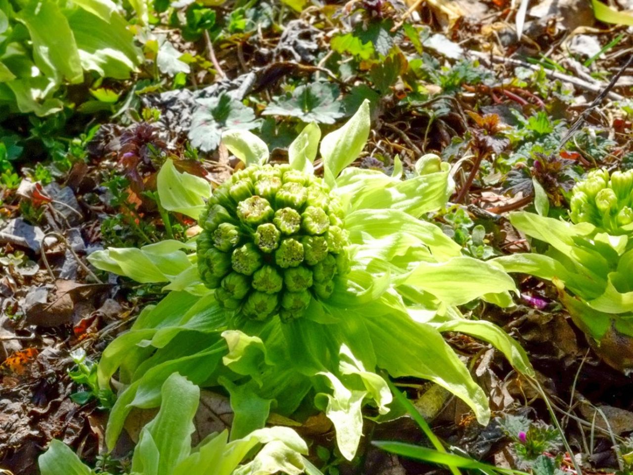 Green Butterbur Plants