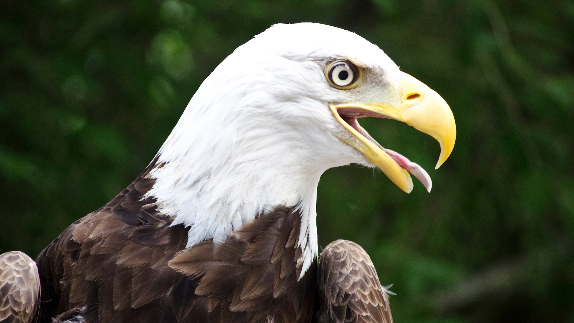 An eagle with its tongue out