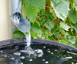 rainwater pouring into rain barrel from gutter