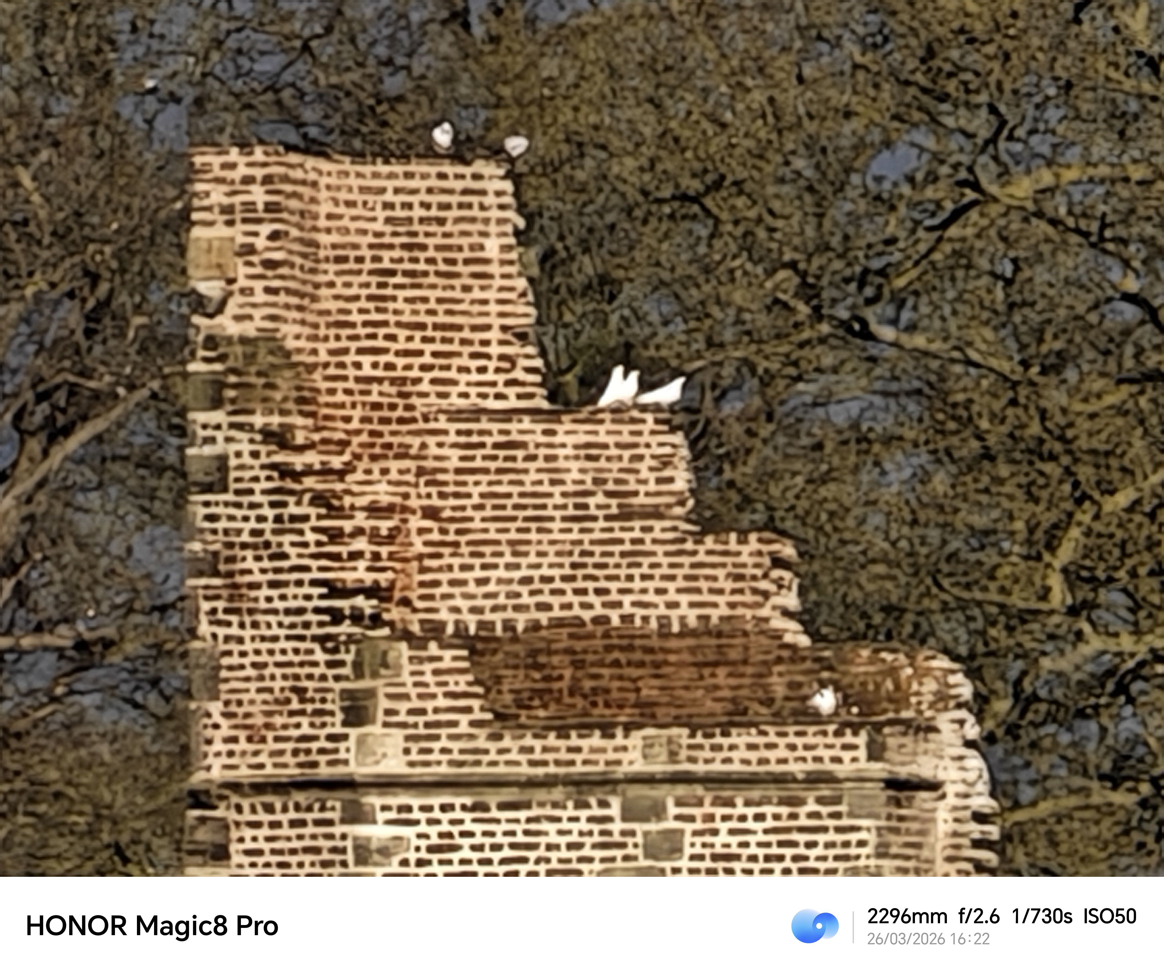 A brick wall with birds perched on top
