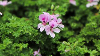 Citronella plant with pink flowers