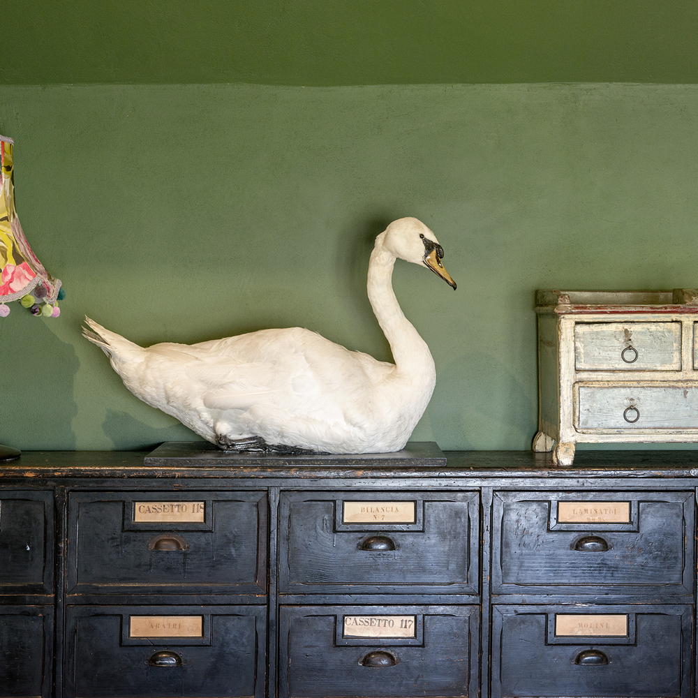 duck taxidermy