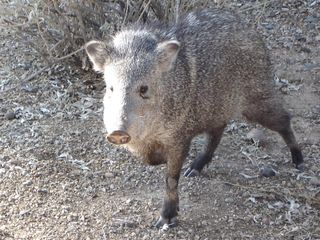 Javalina are commonly found in large family groups