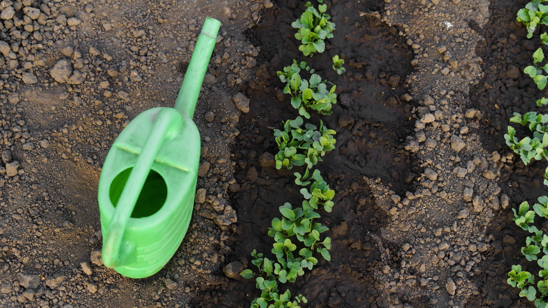 picture of watering can next to growing seedlings with watered soil