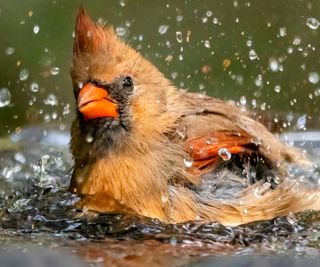 Female cardinal bird splashing in a bird bath