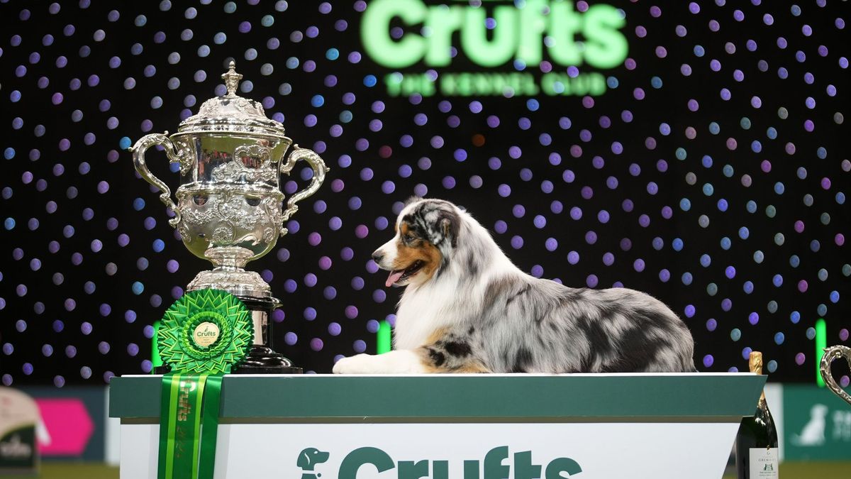 Crufts Best in Show 2024 winner, Viking