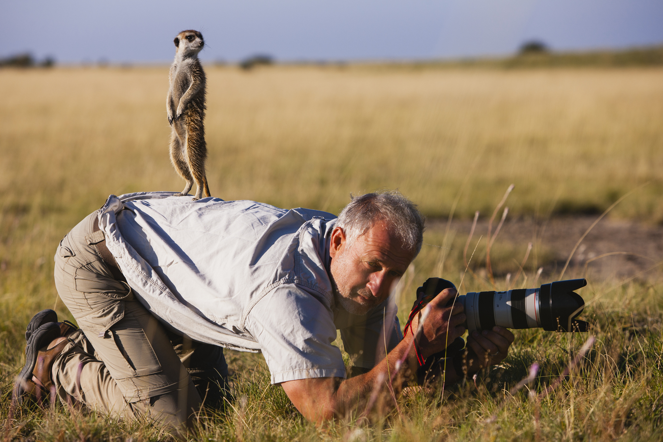 A meerkat (Suricata suricatta) fearlessly climbs up on the back of a photographer in the Makgadikgadi Pan of the Kalahari, Botswana, Africa