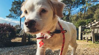 Dog walking on a leash