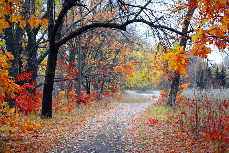 The colorful foliage of autumn