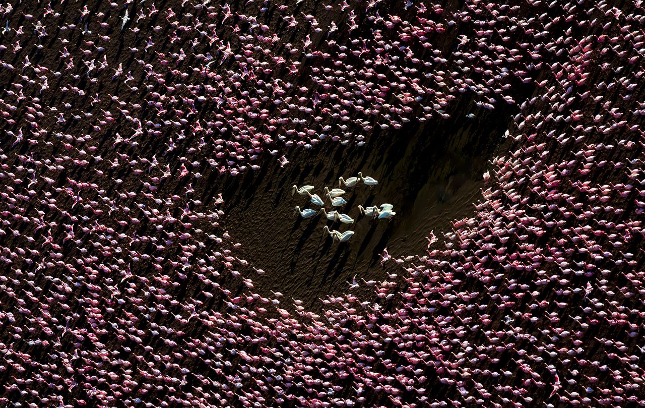 Pink flamingo group from aerial view, with white flamingos gathered in this group in a circle