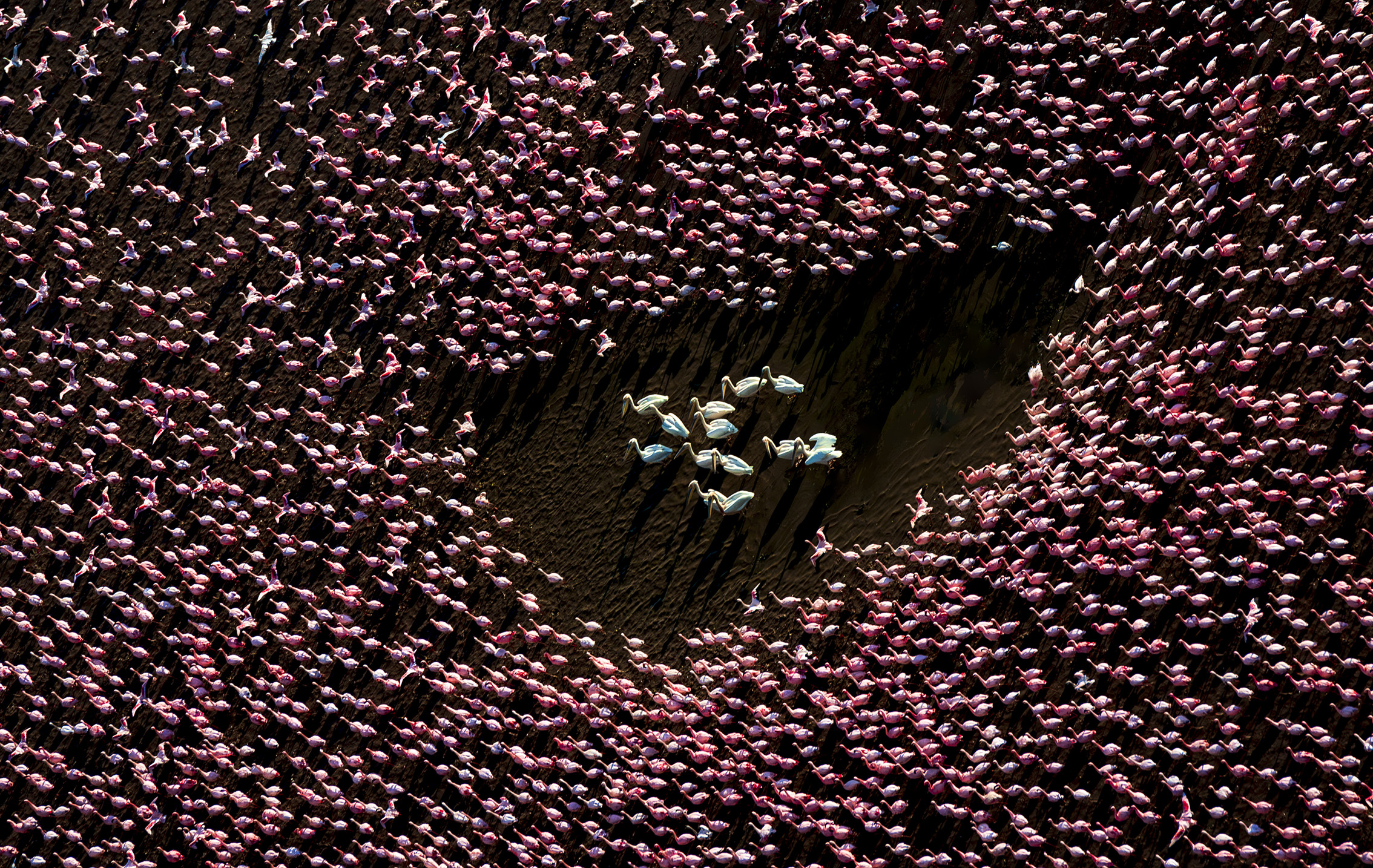 Pink flamingo group from aerial view, with white flamingos gathered in this group in a circle 