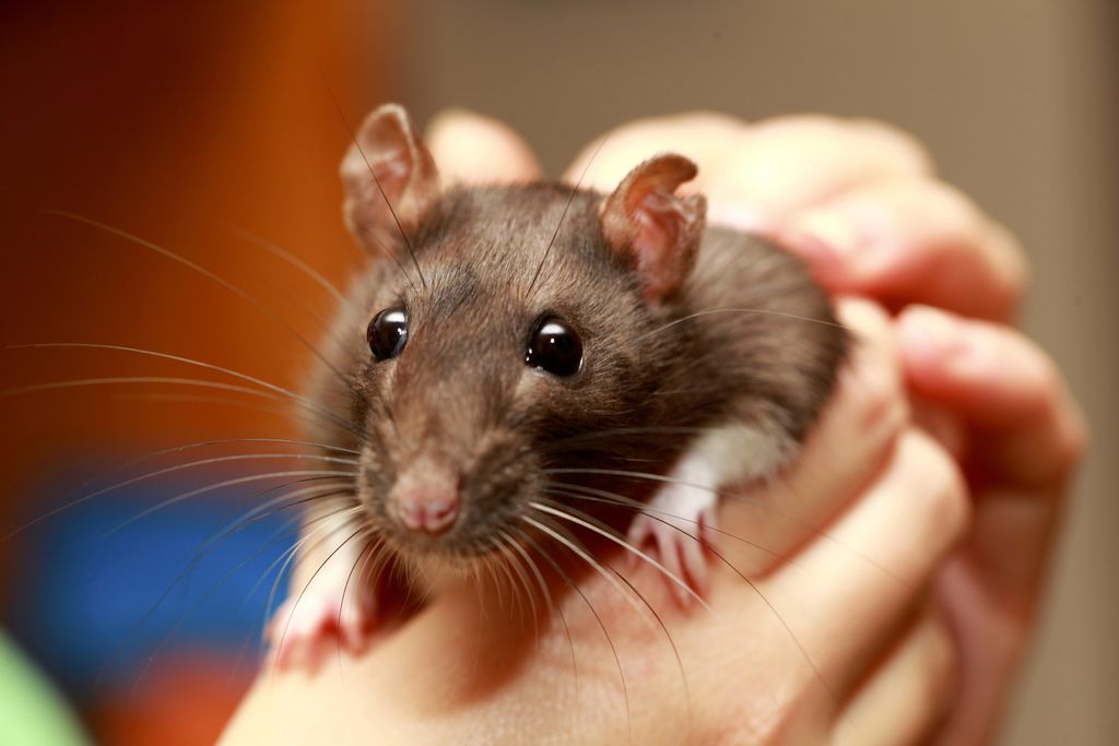 Case of 'Rat Bite Fever' Reminds Us That Even Pet Rats Carry Loads of