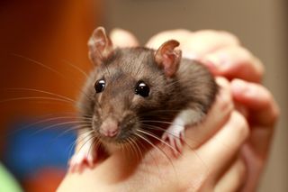 They may look cute, but pet rats can be dangerous.