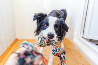 Border collie playing with a toy