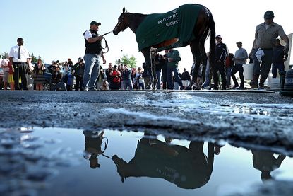Nyquist before competing in the Preakness Stakes