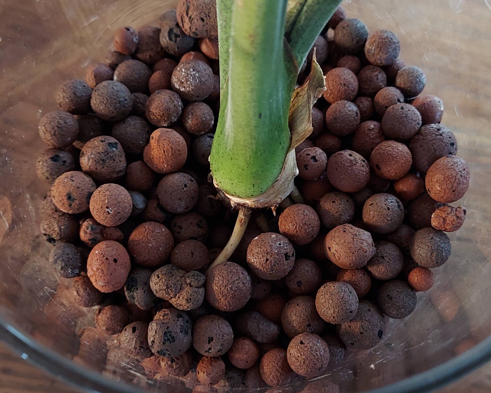 LECA clay balls in glass container with plant