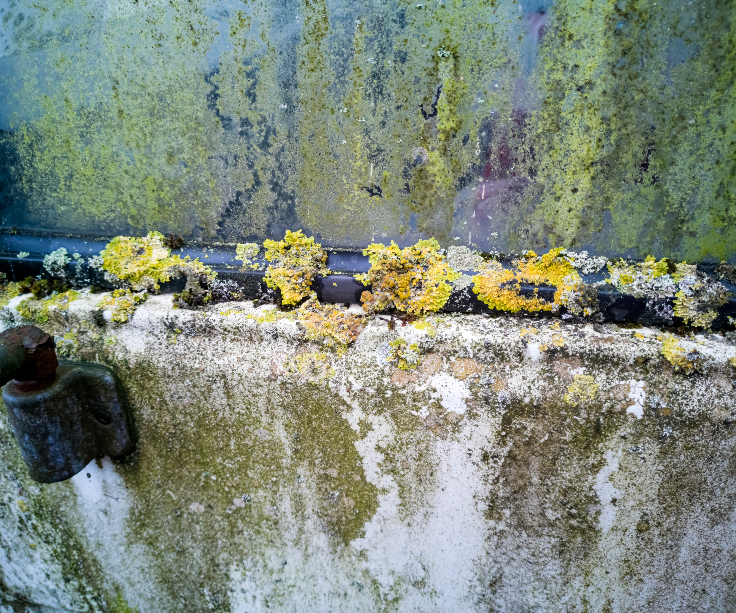Close-up of green mould forming on a surface