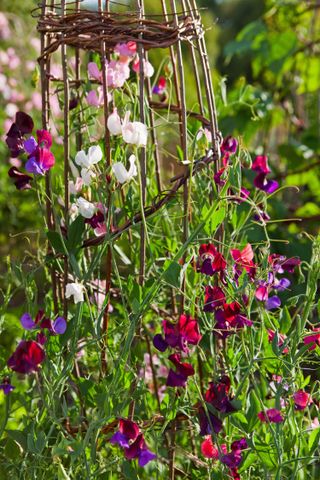 sweet peas climbing up structure