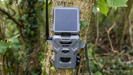 The Spypoint FLEX-S-Dark trail camera in a woodland