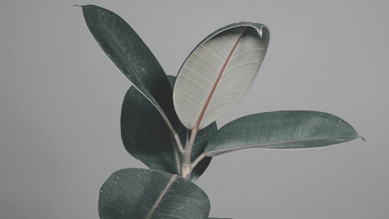 Cooling houseplants