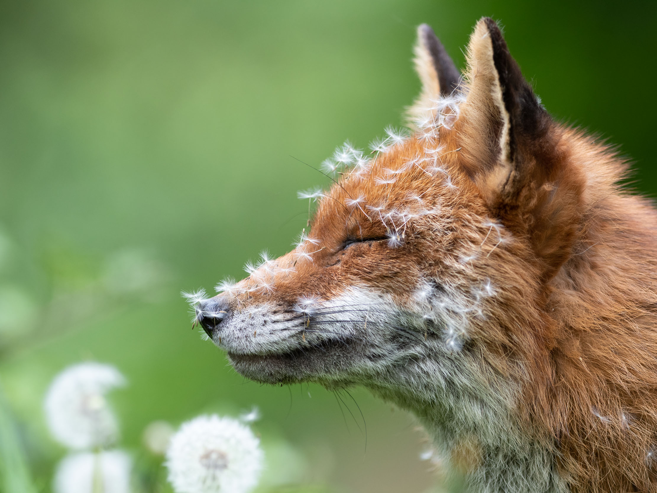 Sleeping With Dandelions. © Lewis Newman / British Wildlife Photography Awards