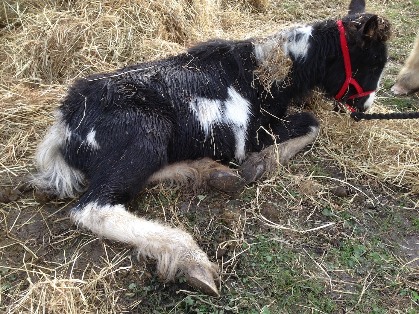 WHW Frodo rescued