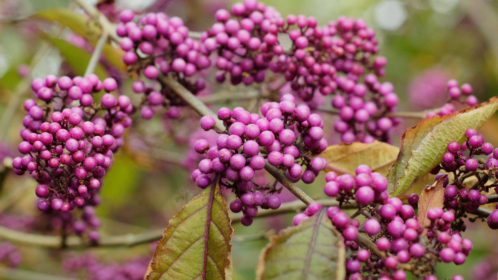 beauty berry shrub