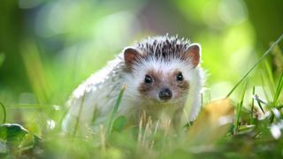 Hedgehog