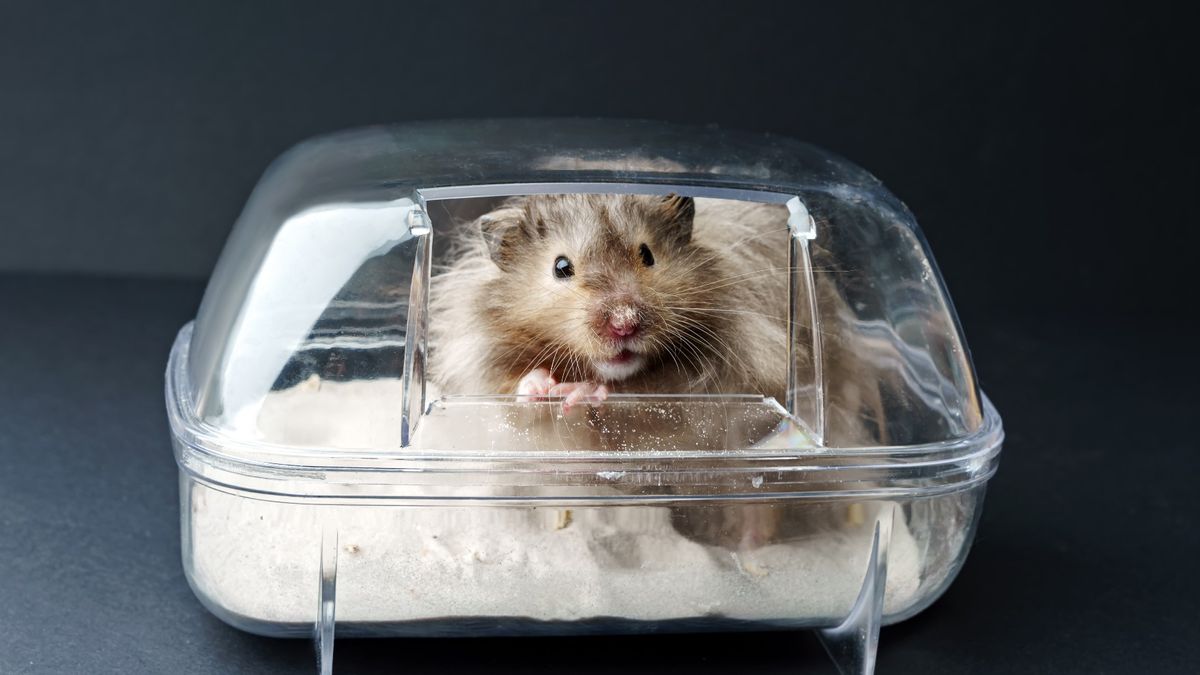 Sand bath for hamsters What they are and how to set one up PetsRadar