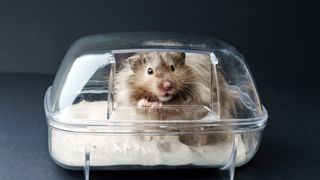 Hamster in sand bath