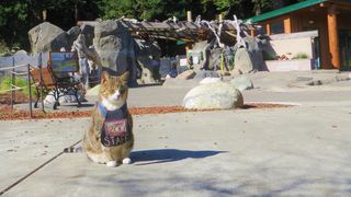 Chester the Cat at Sequoia Park Zoo