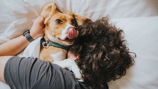 Dog cuddling man on bed