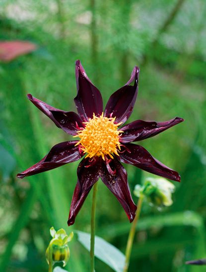 Verrone's Obsidian or Star Dahlia, Dahlia obsidian, close-up of single flower, Worcestershire, UK.