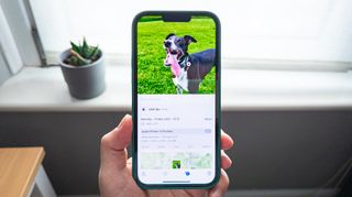 An image of an iPhone being held with an image of a dog on the screen