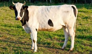 cow-110215-02