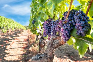 Nero d’Avola wine grapes in vineyard